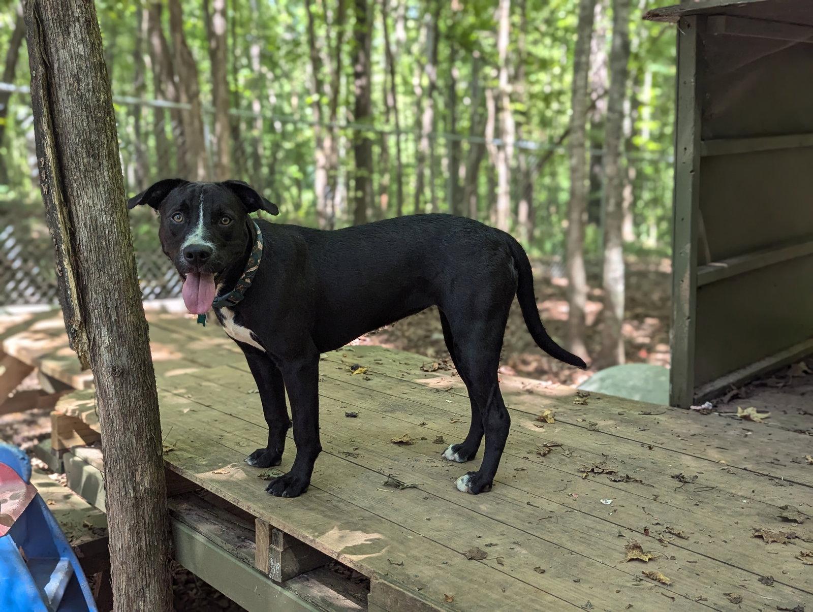 Layla, Adopted, Young Female Labrador Retriever.