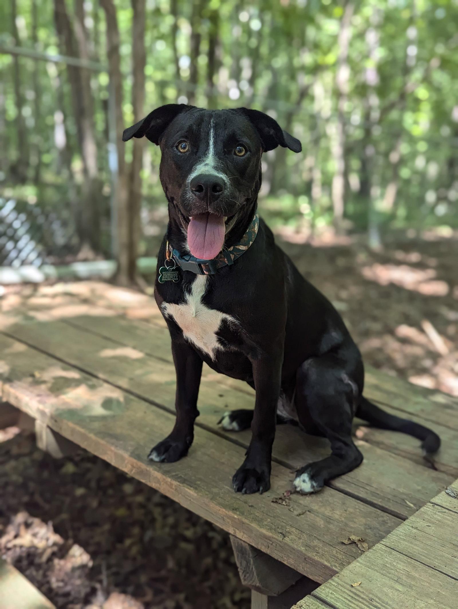 Enlarge Layla, a Adopted Labrador Retriever in Mc Cormick, SC image 2/3