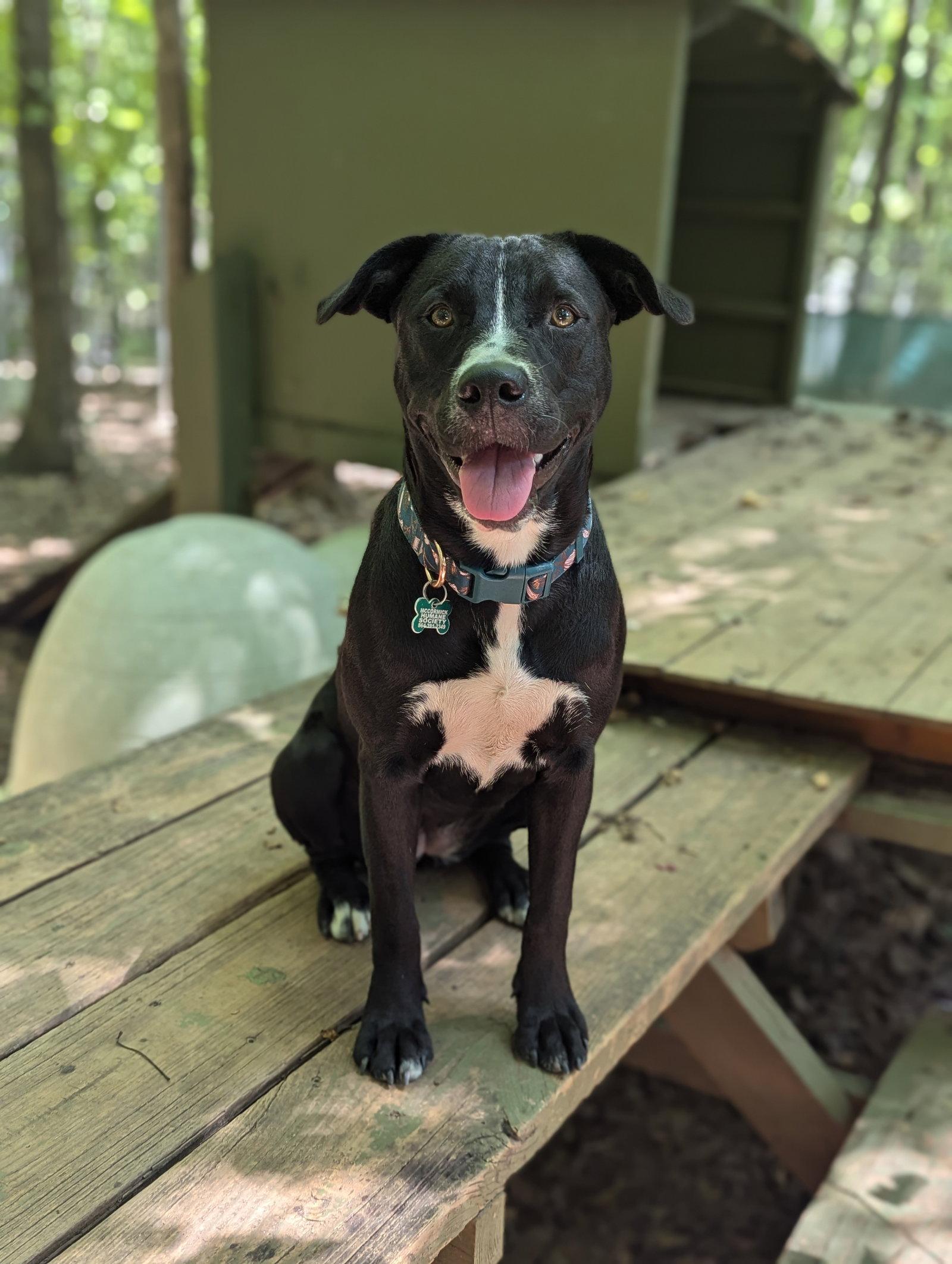 Enlarge Layla, a Adopted Labrador Retriever in Mc Cormick, SC image 3/3