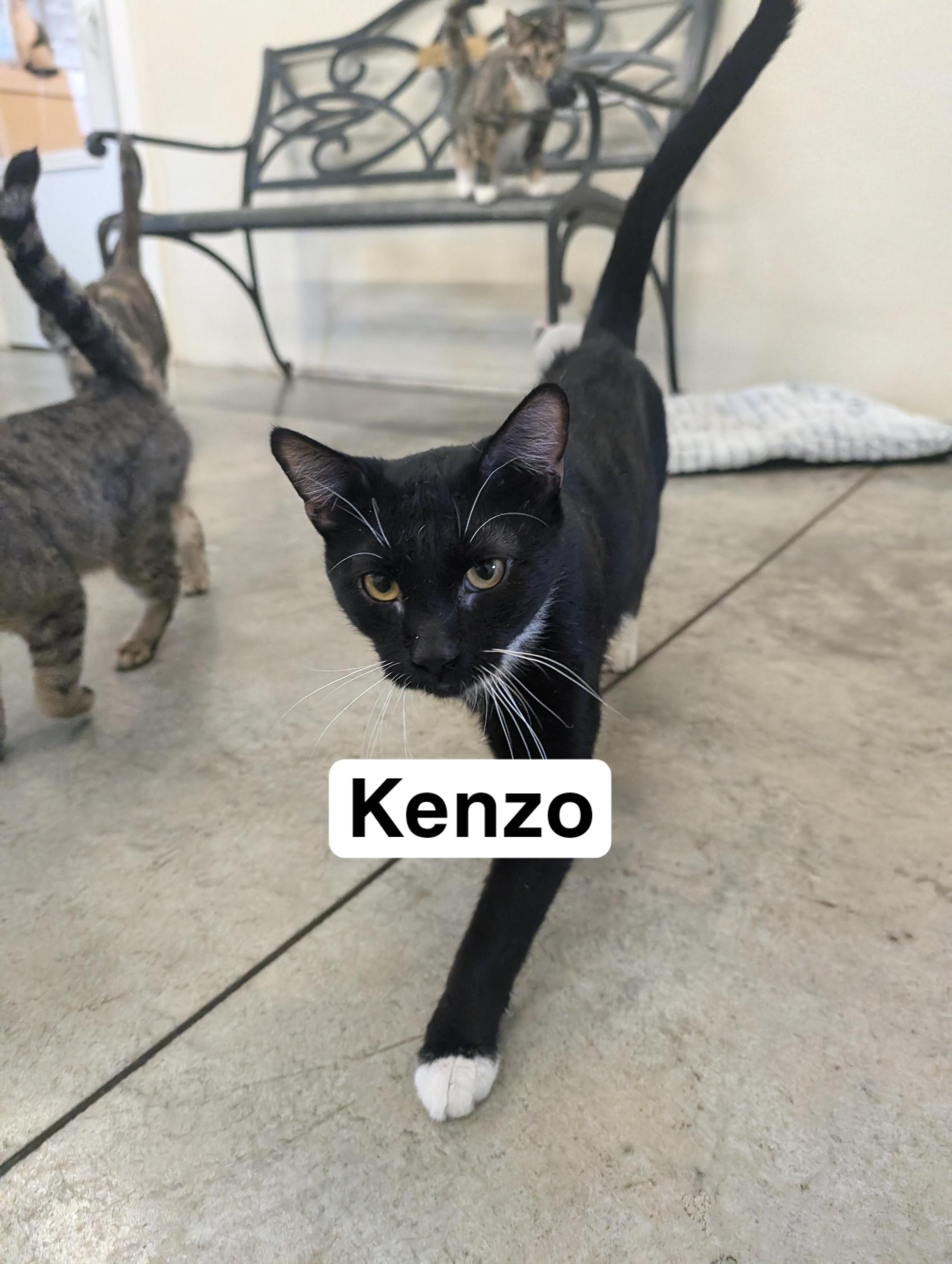Kenzo, Adoptable, Young Male Domestic Short Hair.