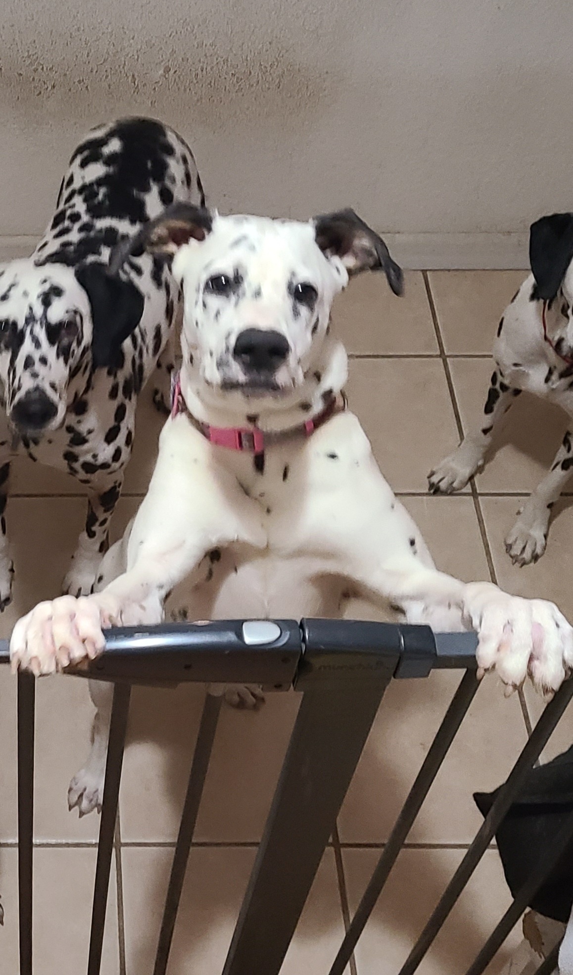 Enlarge Silly Lily, a Adopted mixed breed image 1/10