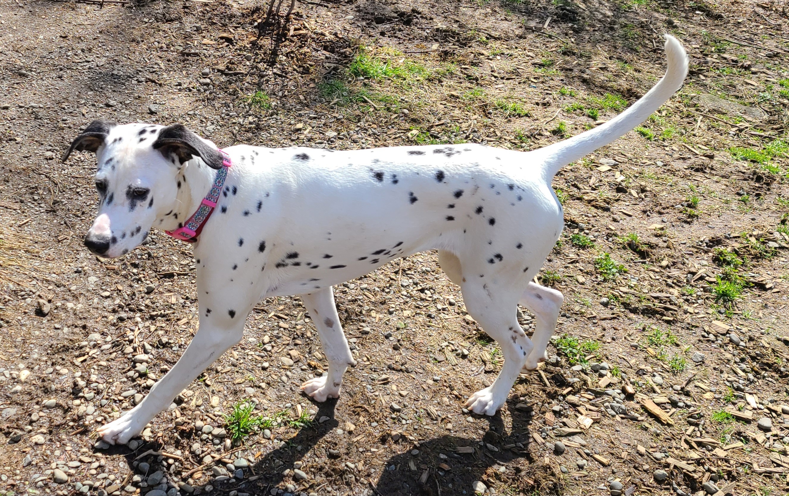 Enlarge Silly Lily, a Adopted mixed breed image 2/10