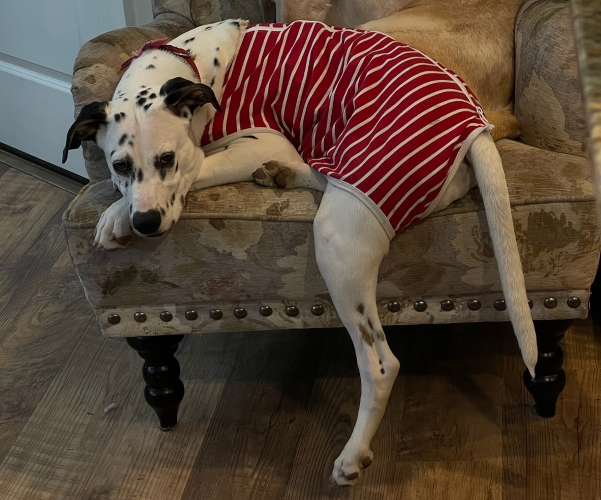 Enlarge Silly Lily, a Adopted mixed breed image 3/10