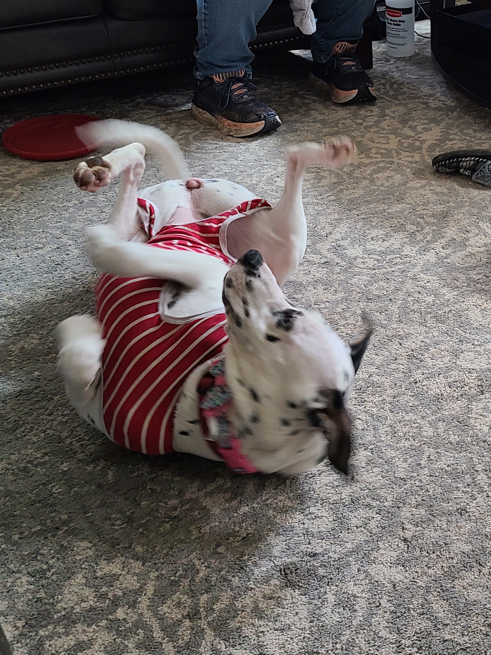 Enlarge Silly Lily, a Adopted mixed breed image 4/10