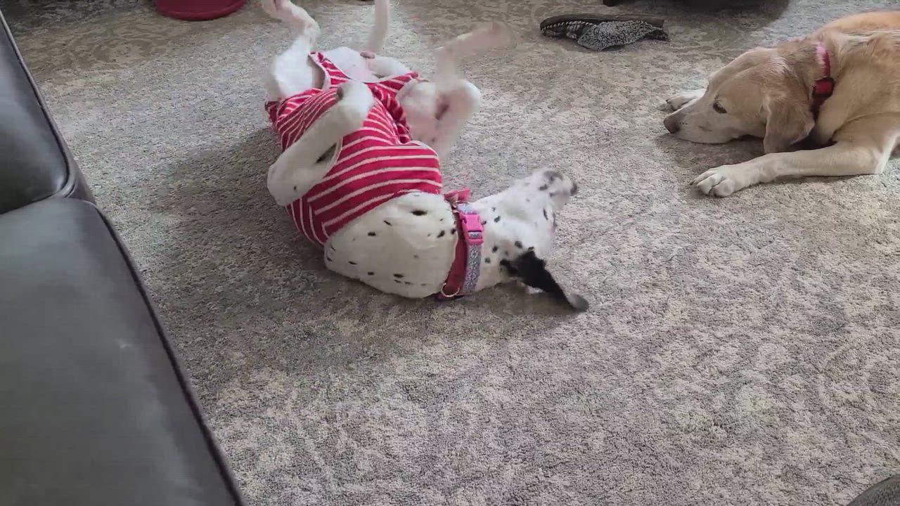 Enlarge Silly Lily, a Adopted mixed breed video 10/10