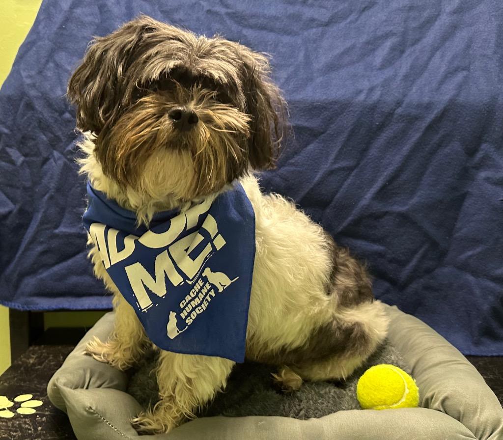 Enlarge Remi, a Adopted Shih Tzu in Logan, UT image 1/1