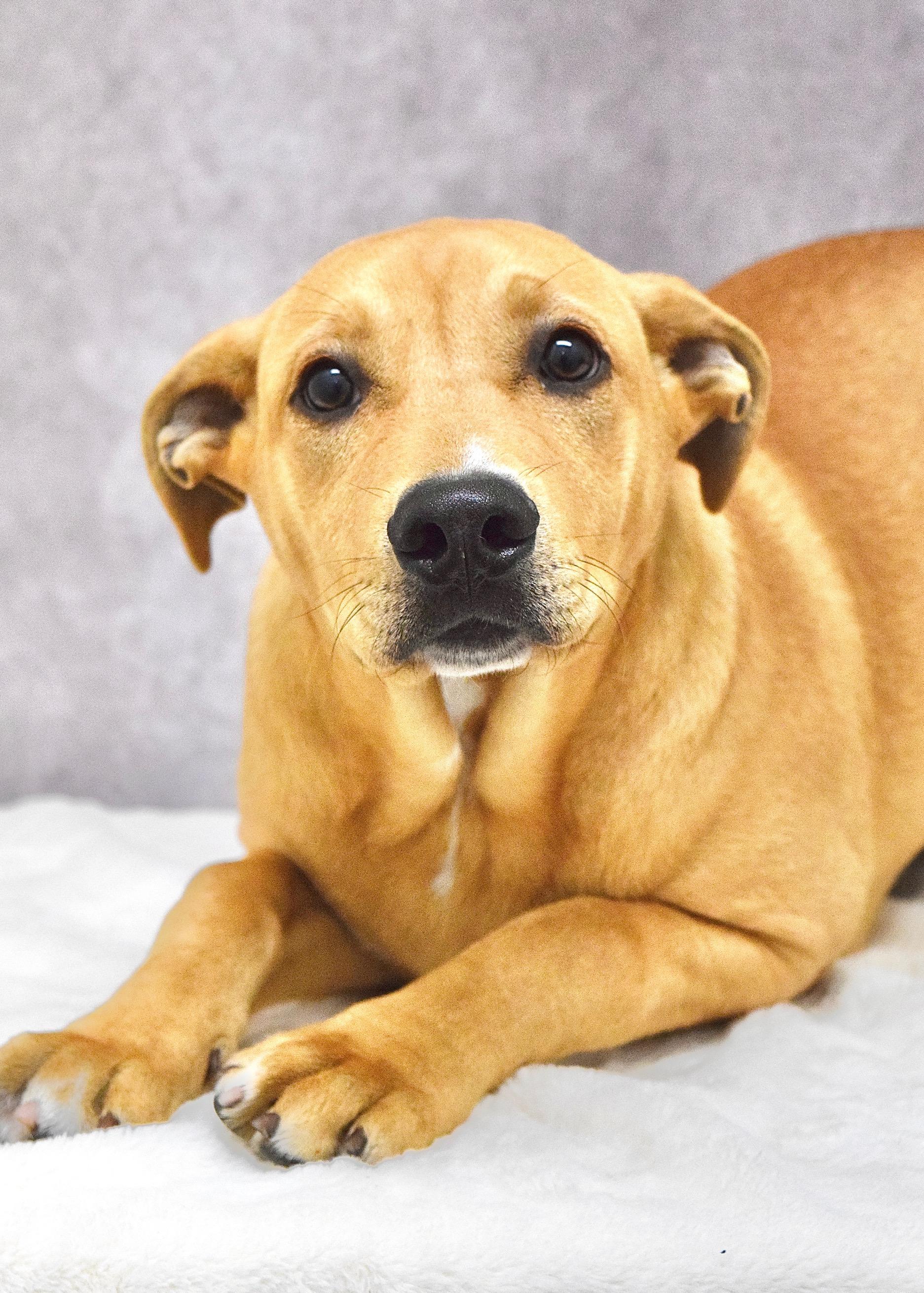 Forrest, a ADOPTABLE Pit Bull Terrier in Dublin, CA image 2/2
