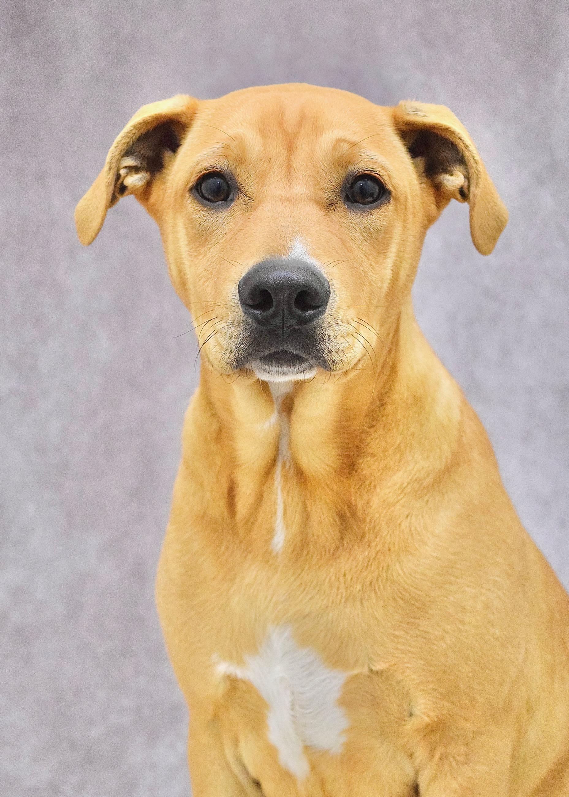 Forrest, a ADOPTABLE Pit Bull Terrier in Dublin, CA image 1/2
