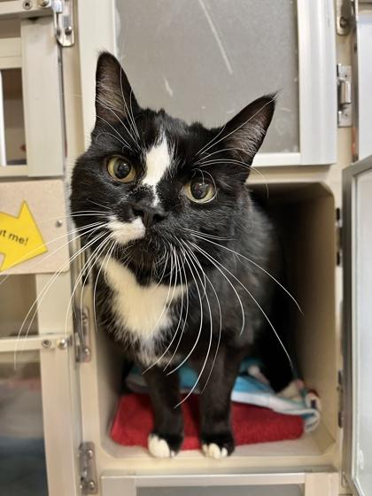 Sophie, Adoptable, Senior Female Domestic Short Hair & Domestic Short Hair.