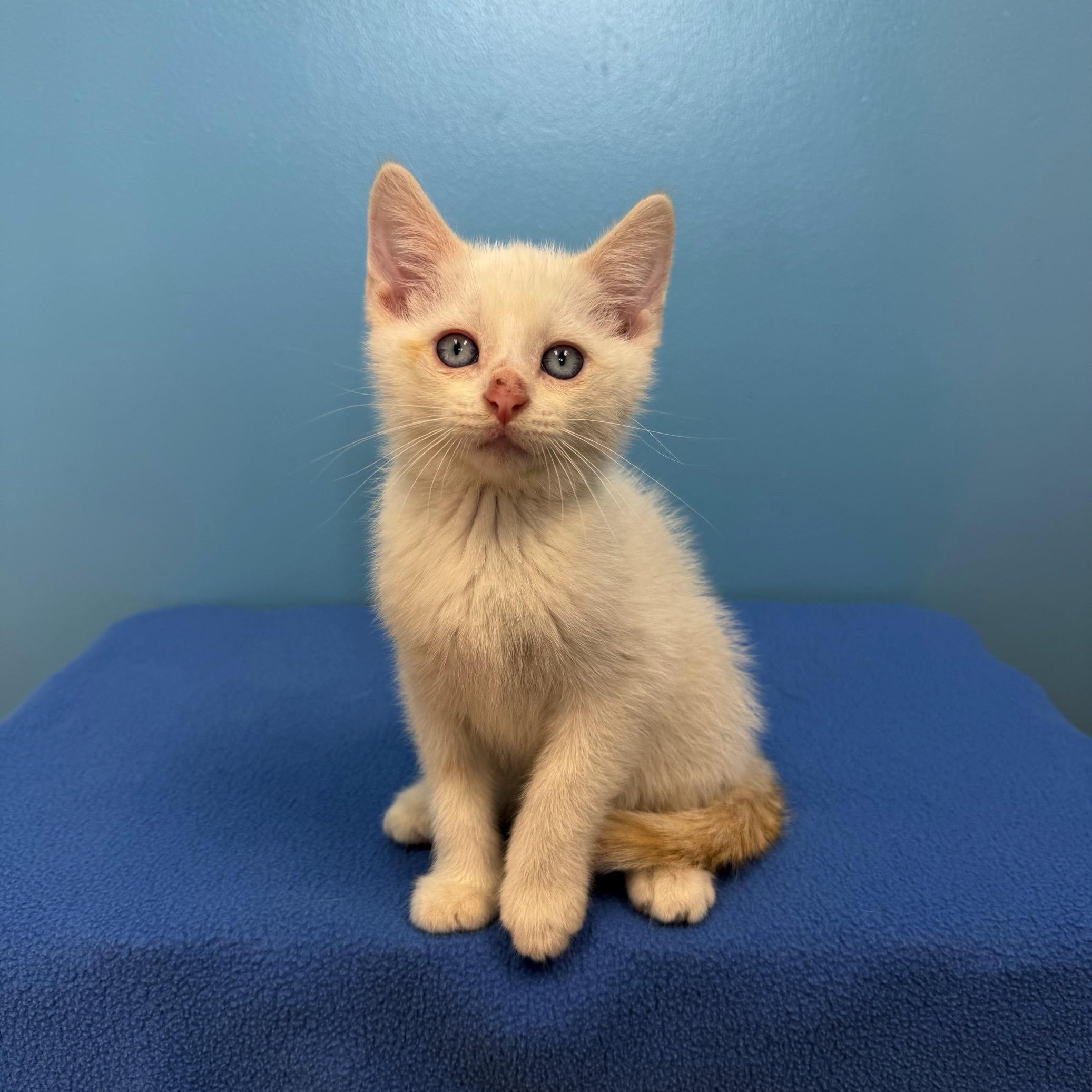 Knox, a Adoptable mixed breed in High Ridge, MO image 3/5