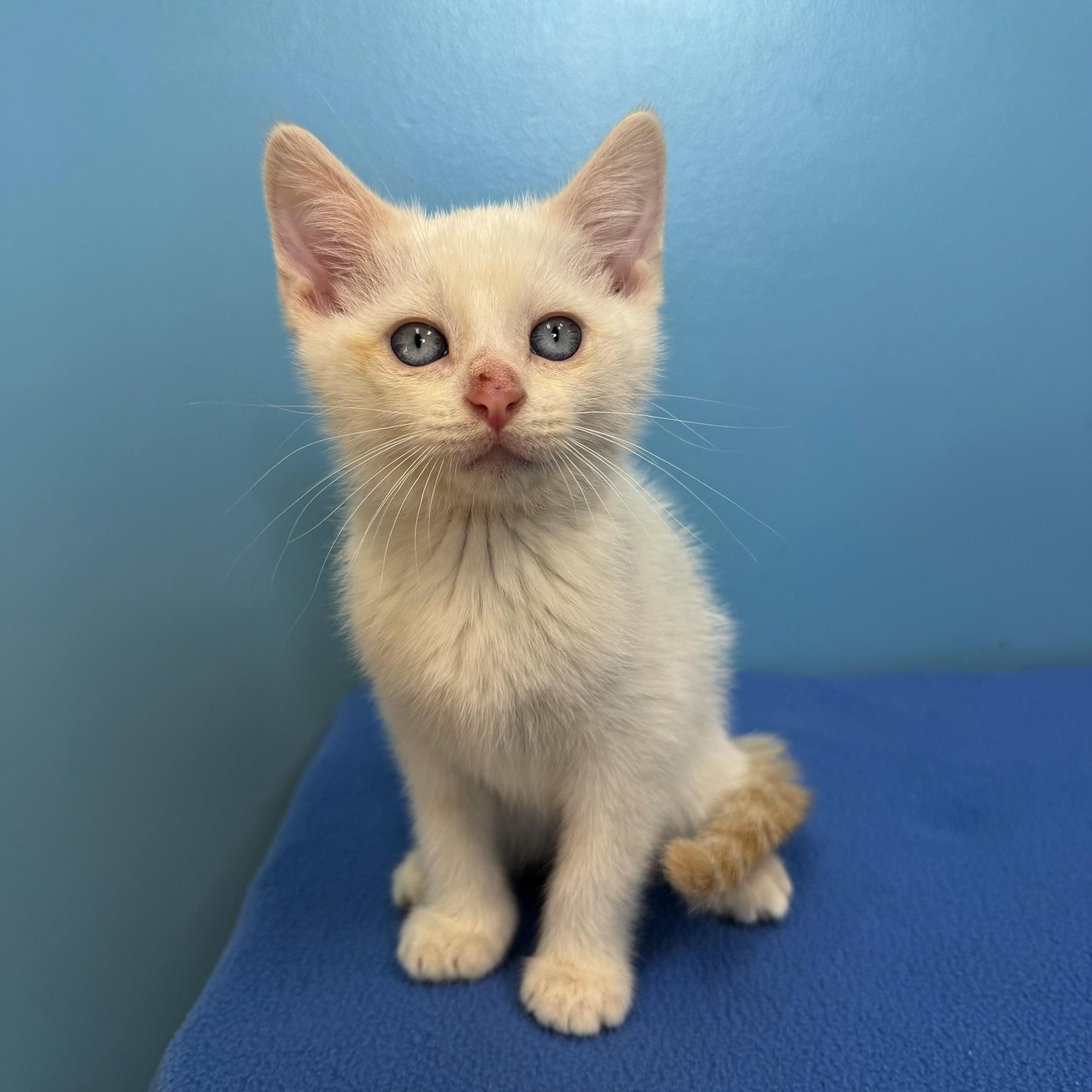 Knox, Adoptable, Kitten Male Siamese.