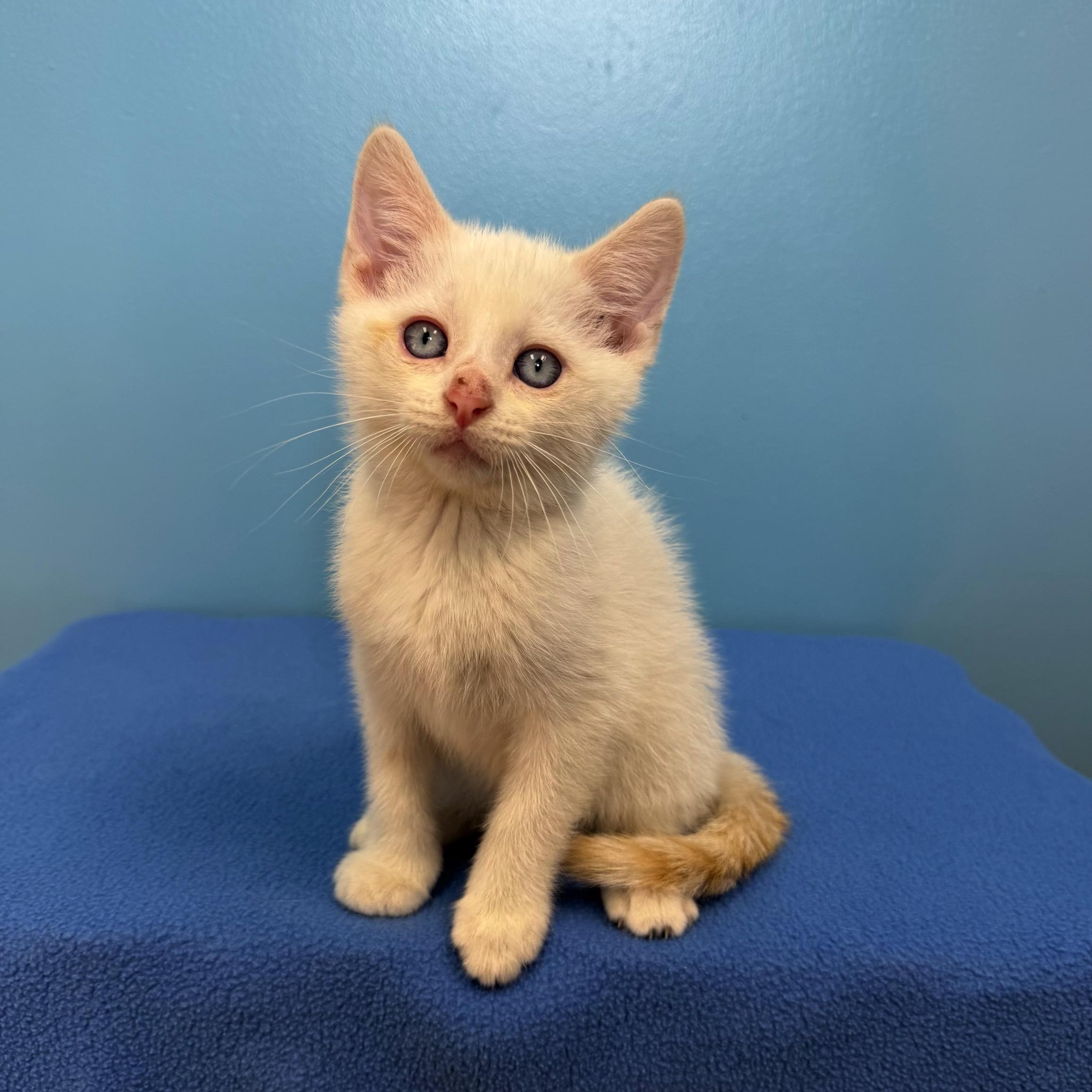 Knox, a Adoptable mixed breed in High Ridge, MO image 5/5