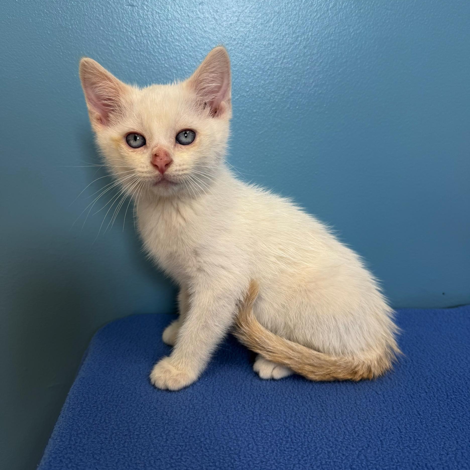 Knox, a Adoptable mixed breed in High Ridge, MO image 2/5