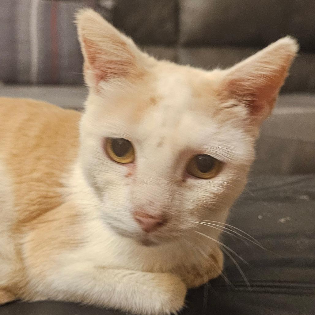 Autumn, Adoptable, Adult Female Domestic Short Hair.