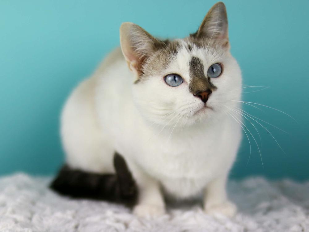 Enlarge Frannie, a Adoptable Domestic Short Hair in Lewisburg, TN image 1/3
