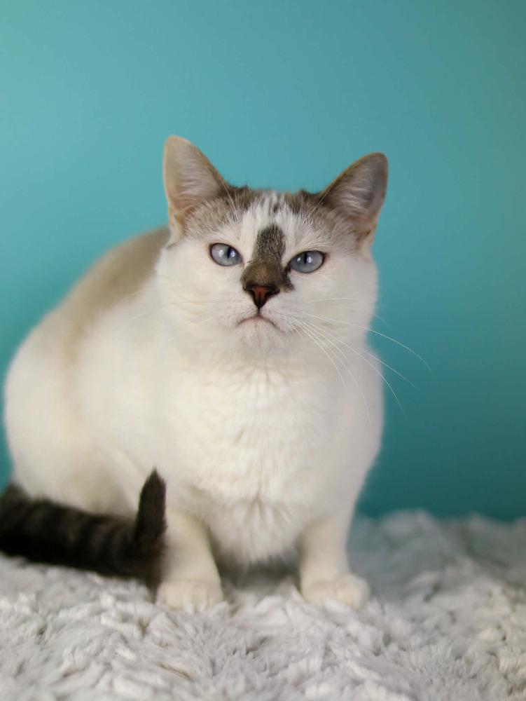 Enlarge Frannie, a Adoptable Domestic Short Hair in Lewisburg, TN image 2/3