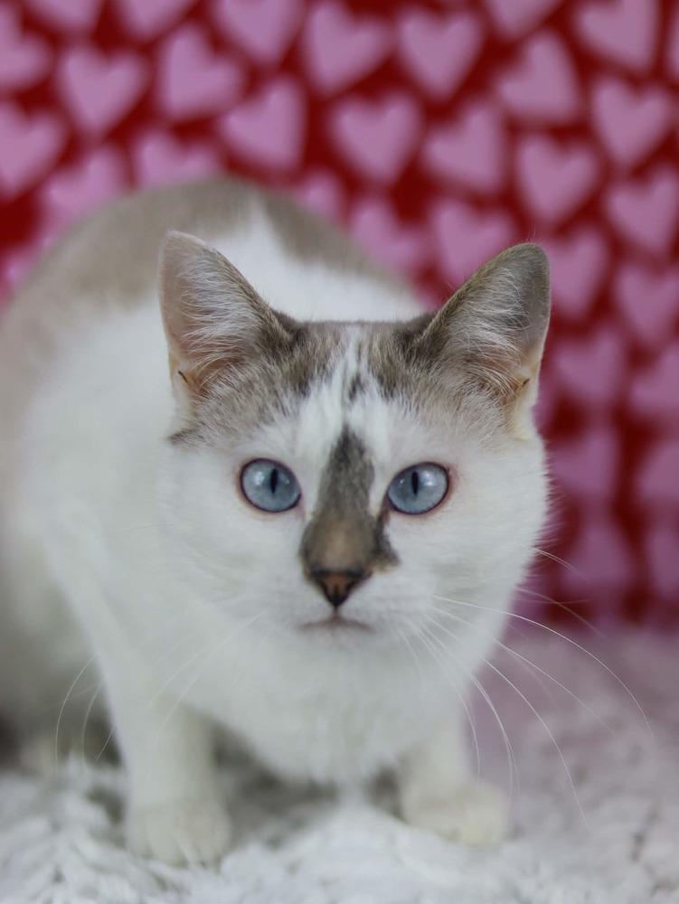 Enlarge Frannie, a Adoptable Domestic Short Hair in Lewisburg, TN image 3/3