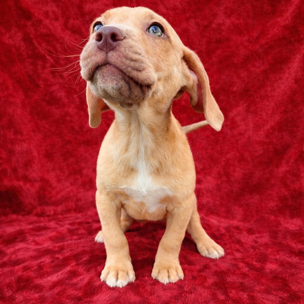 Enlarge Fizz, a ADOPTABLE mixed breed in Copiague, NY image 1/1