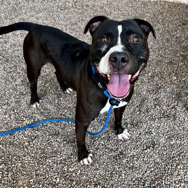 LUCARIO, Adoptable, Adult Male Pit Bull Terrier.