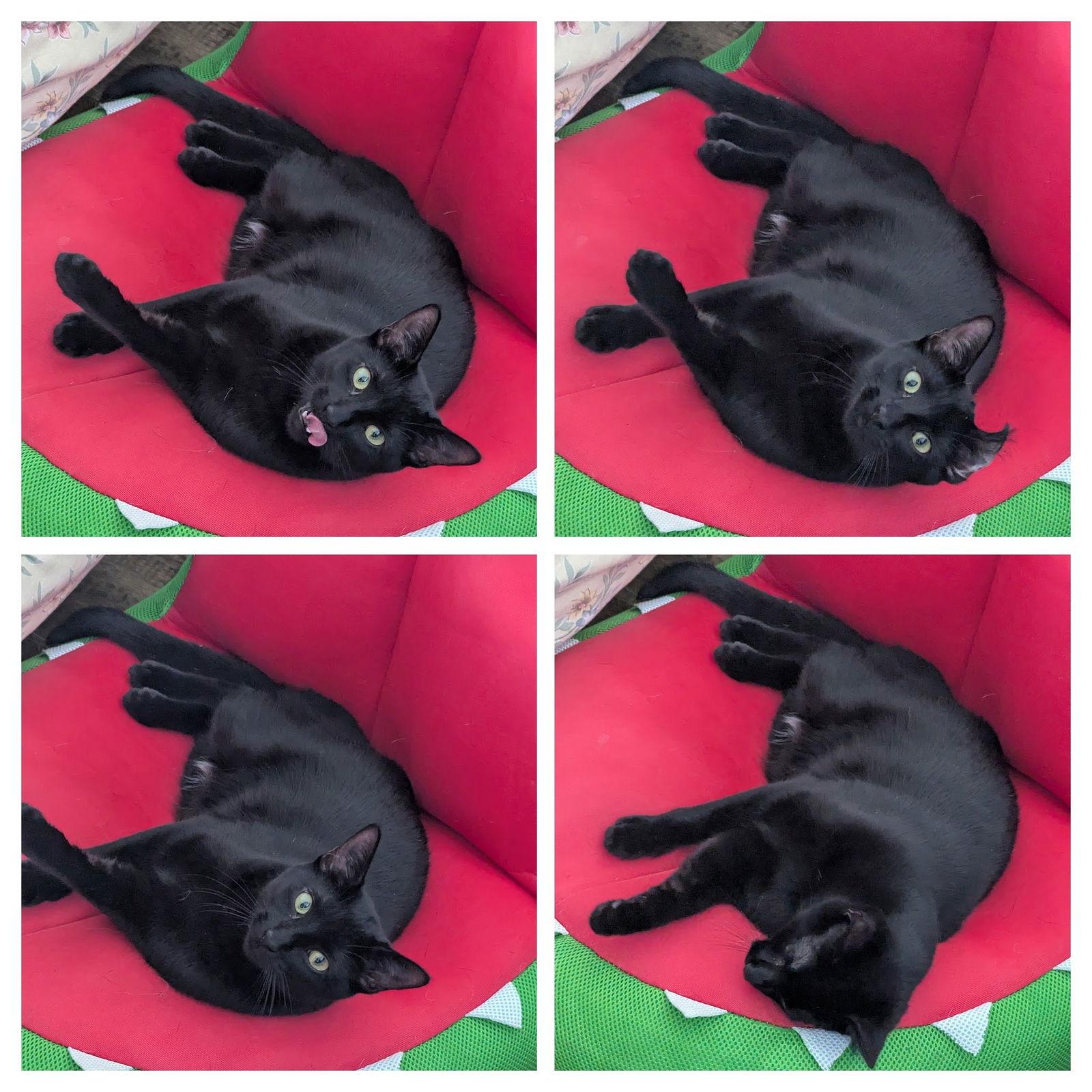 Rio, a Adoptable Domestic Short Hair in Utica, MI image 1/3