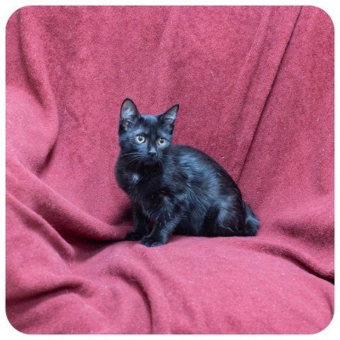 Rio, a Adoptable Domestic Short Hair in Utica, MI image 2/3