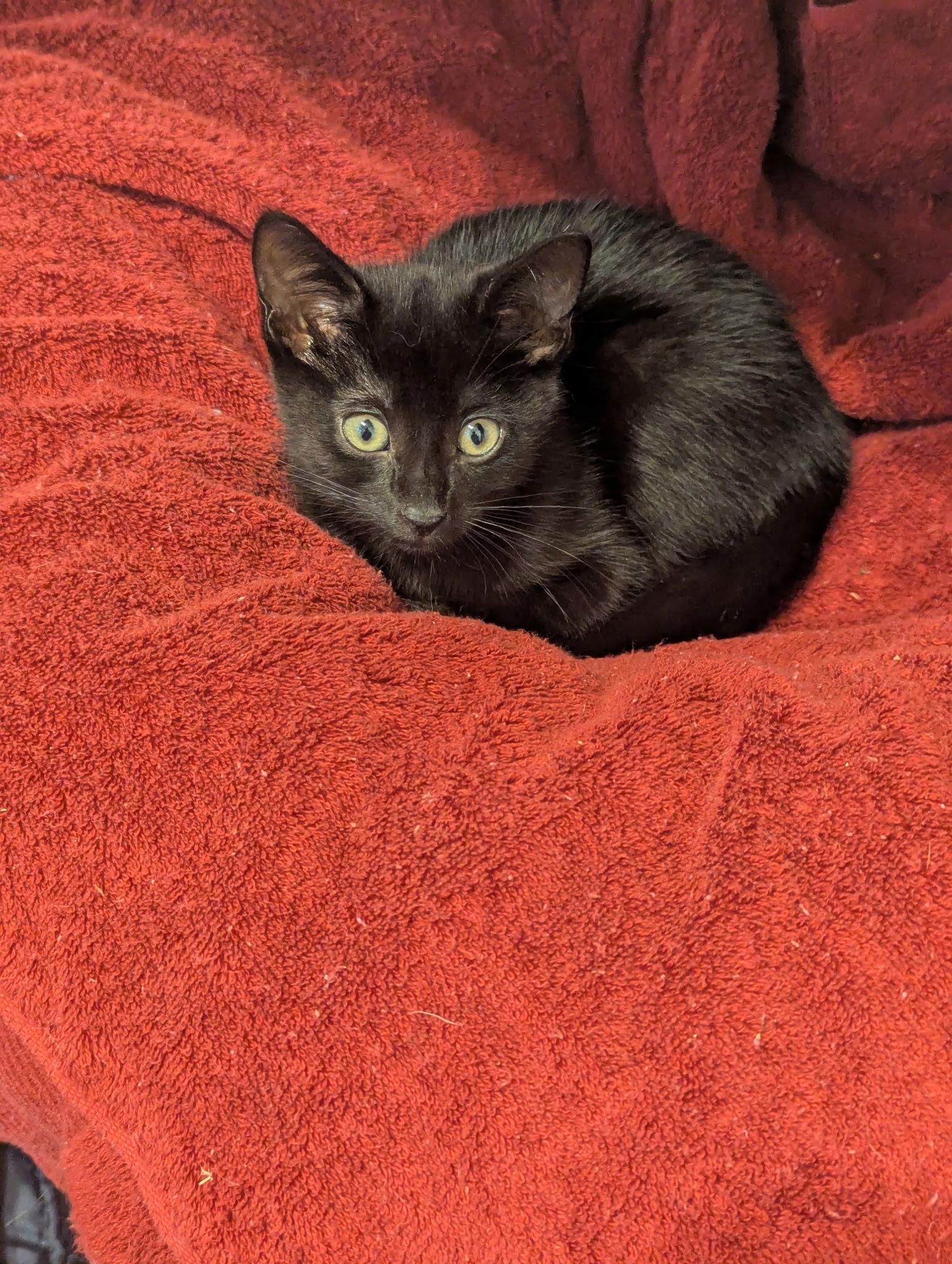 Rio, a Adoptable Domestic Short Hair in Utica, MI image 3/3