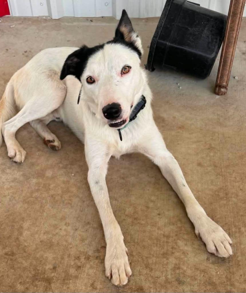 Pongo, Adoptable, Young Male Border Collie.