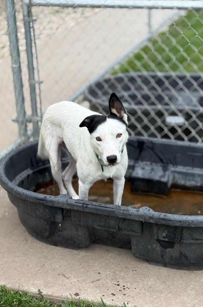 Pongo, a Adoptable Border Collie in Viroqua, WI image 2/6