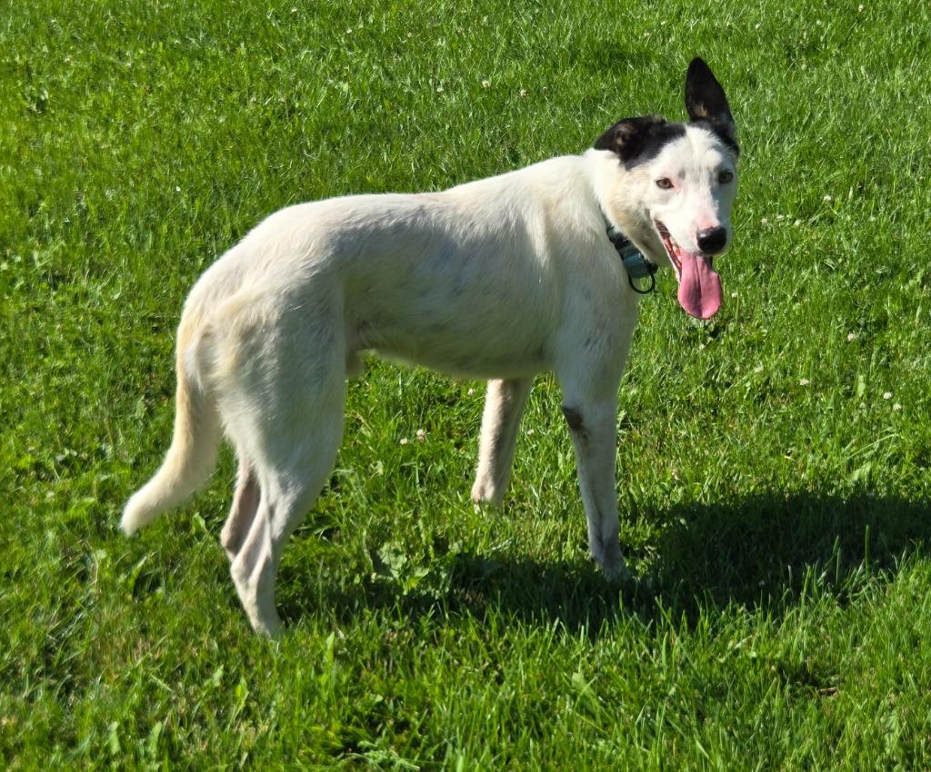 Pongo, a Adoptable Border Collie in Viroqua, WI image 2/4