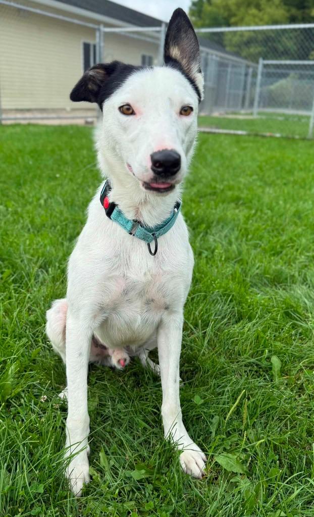 Pongo, a Adoptable Border Collie in Viroqua, WI image 4/6