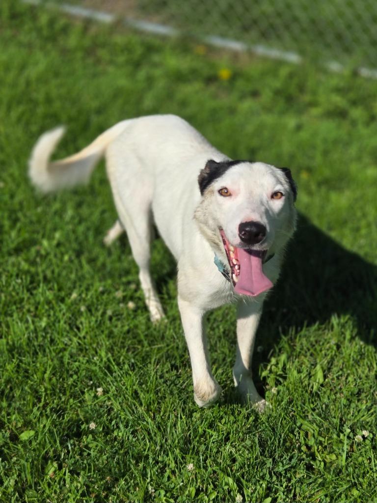 Pongo, a Adoptable Border Collie in Viroqua, WI image 3/4