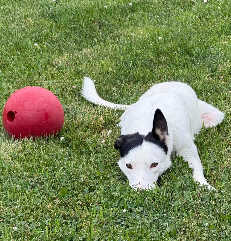 Enlarge Pongo, a Adoptable mixed breed in Viroqua, WI image 5/6