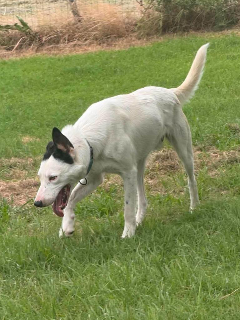 Pongo, a Adoptable Border Collie in Viroqua, WI image 4/4