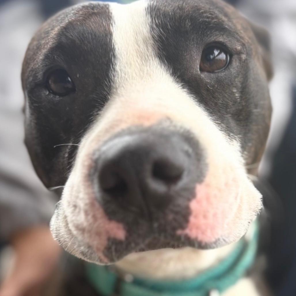 Enlarge Henry, a Adoptable Mixed Breed in Prospect, KY image 1/1