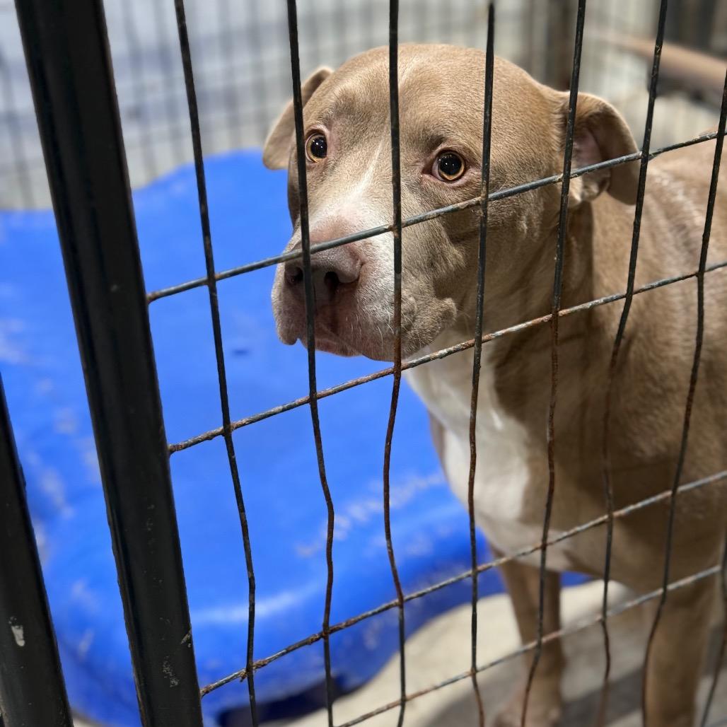Bert, Adoptable, Adult Male Pit Bull Terrier & Labrador Retriever.