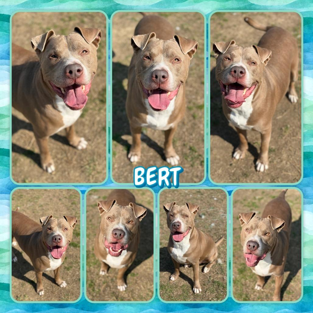Enlarge Bert, a Adoptable mixed breed in Fort Smith, AR image 2/2