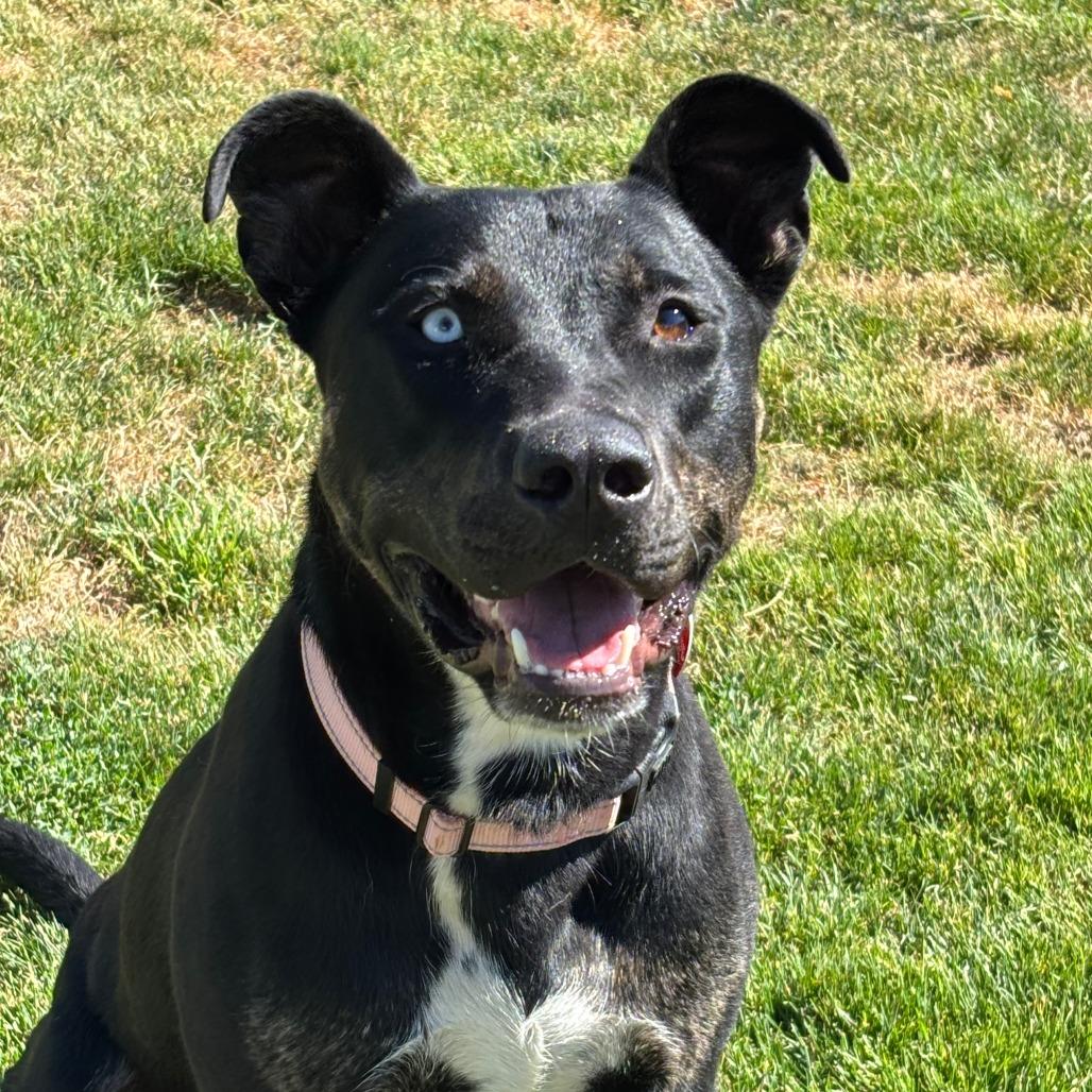 Bear, Adoptable, Young Male Mixed Breed.