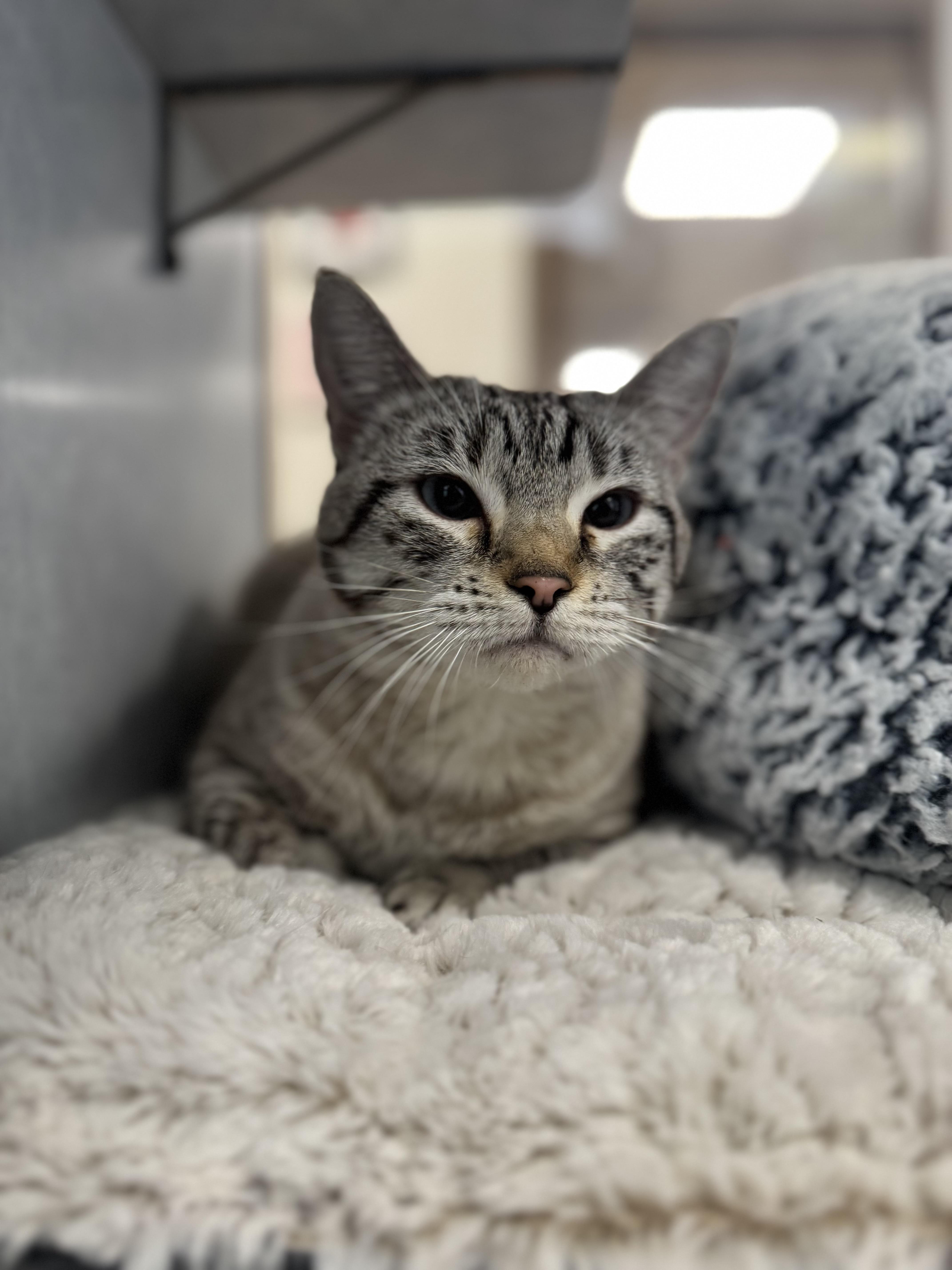 Enlarge Lylla, a ADOPTABLE mixed breed in Eagle, CO image 2/3