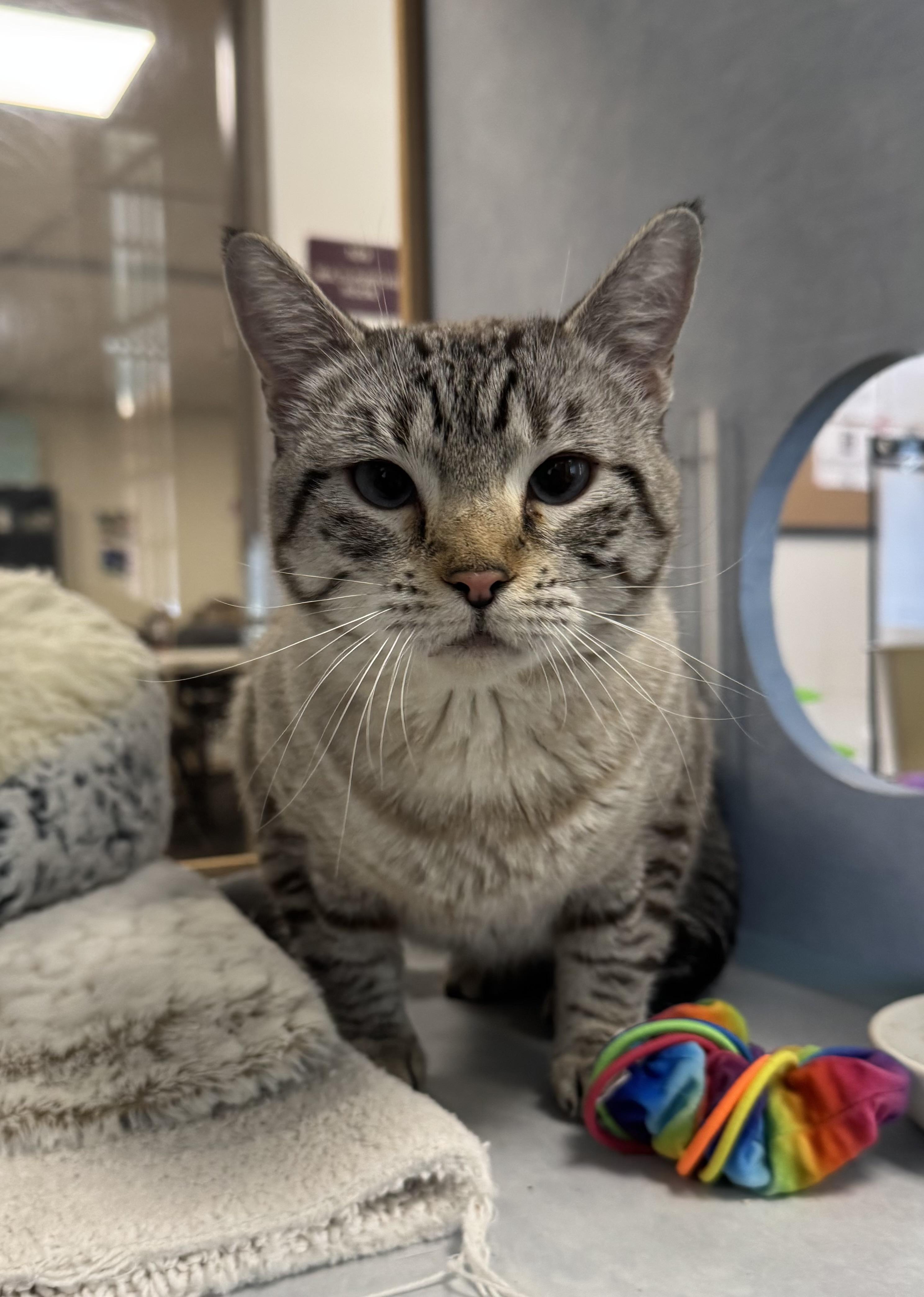 Enlarge Lylla, a ADOPTABLE mixed breed in Eagle, CO image 1/3