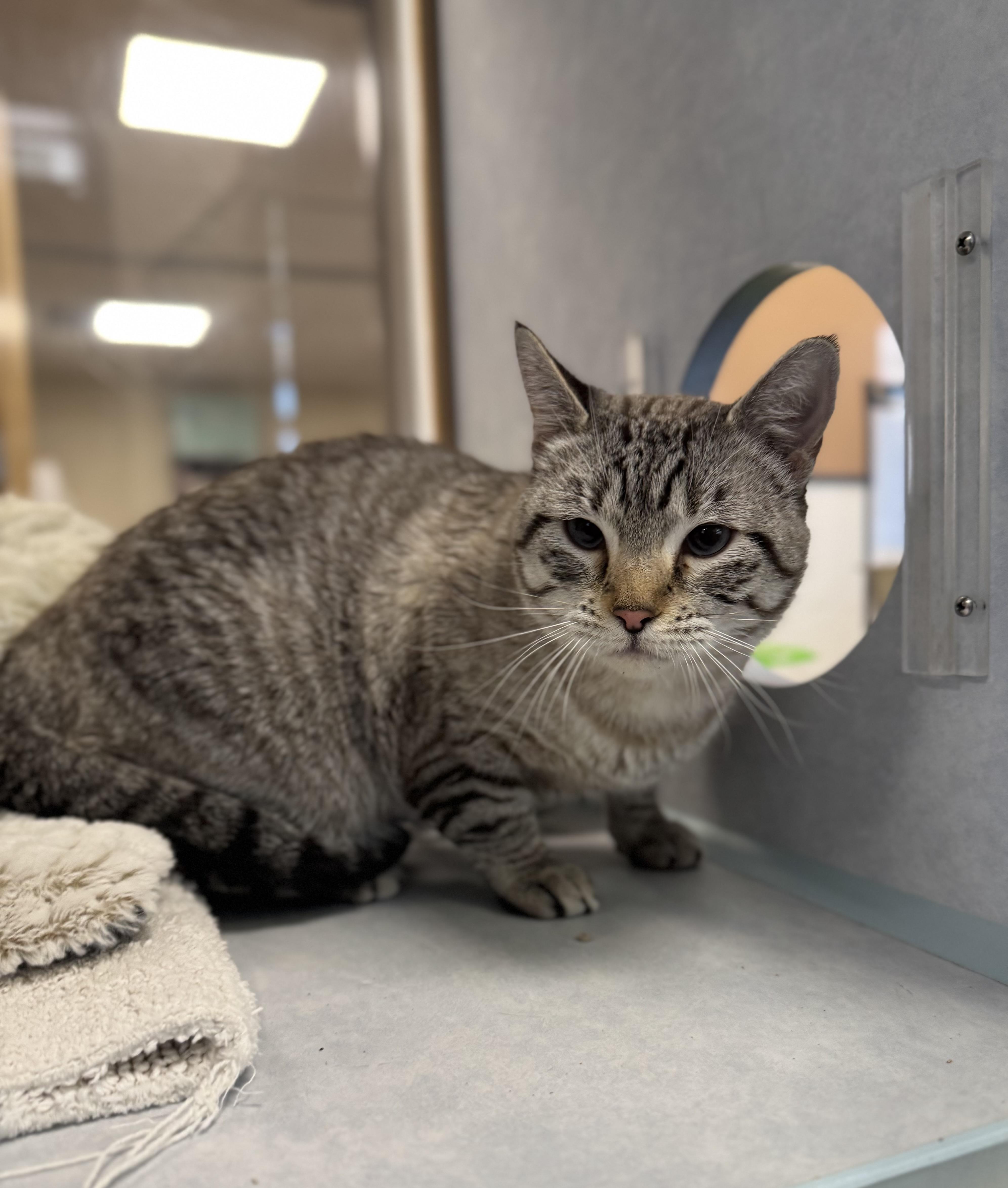 Enlarge Lylla, a ADOPTABLE mixed breed in Eagle, CO image 3/3