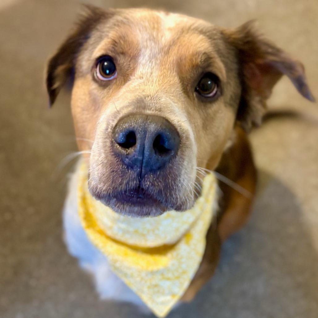 Sally, Adoptable, Adult Female Saint Bernard & Collie.