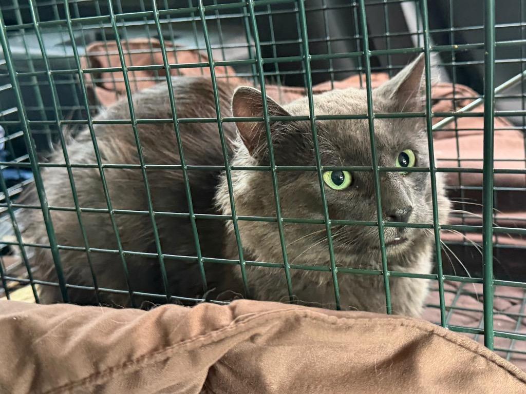 Triton, Adoptable, Young Male Domestic Medium Hair.