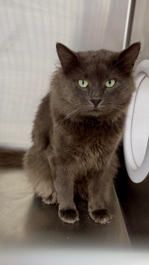 Enlarge Triton, a Adoptable mixed breed in Glenfield, NY image 2/4