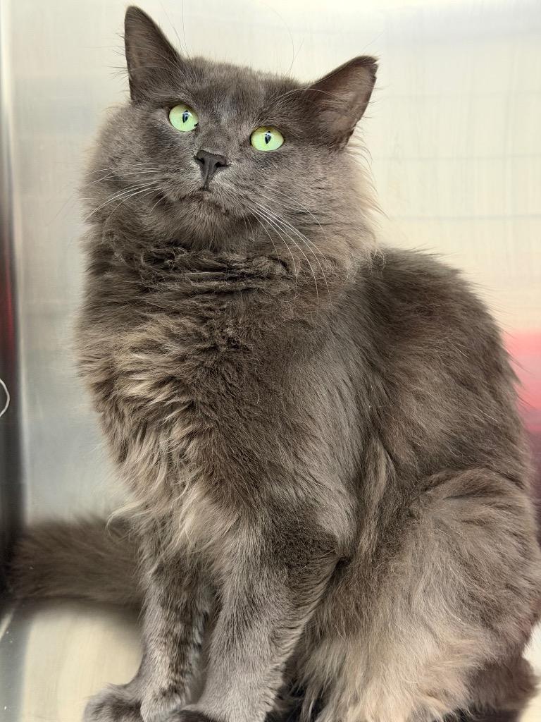 Enlarge Triton, a Adoptable mixed breed in Glenfield, NY image 3/4