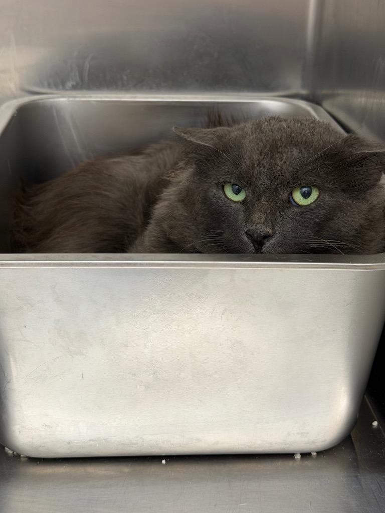 Enlarge Triton, a Adoptable mixed breed in Glenfield, NY image 4/4