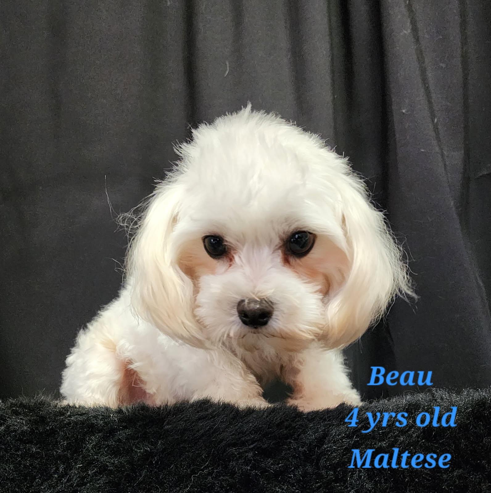 Enlarge Beau, a Adoptable Maltese in Rockwall, TX image 1/5