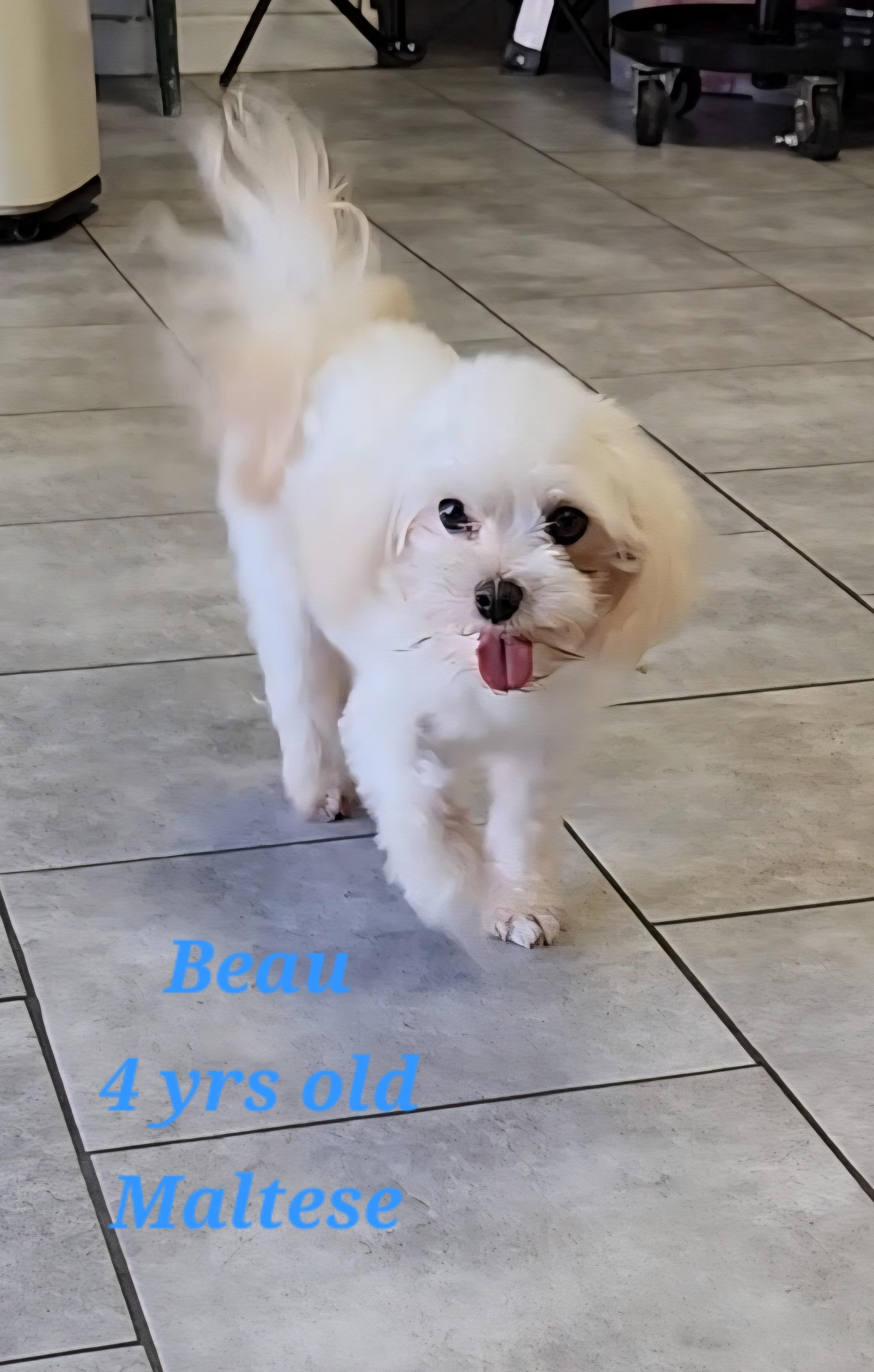Enlarge Beau, a Adoptable Maltese in Rockwall, TX image 2/5