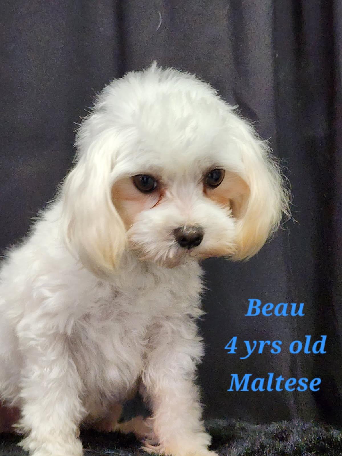 Enlarge Beau, a Adoptable Maltese in Rockwall, TX image 3/5