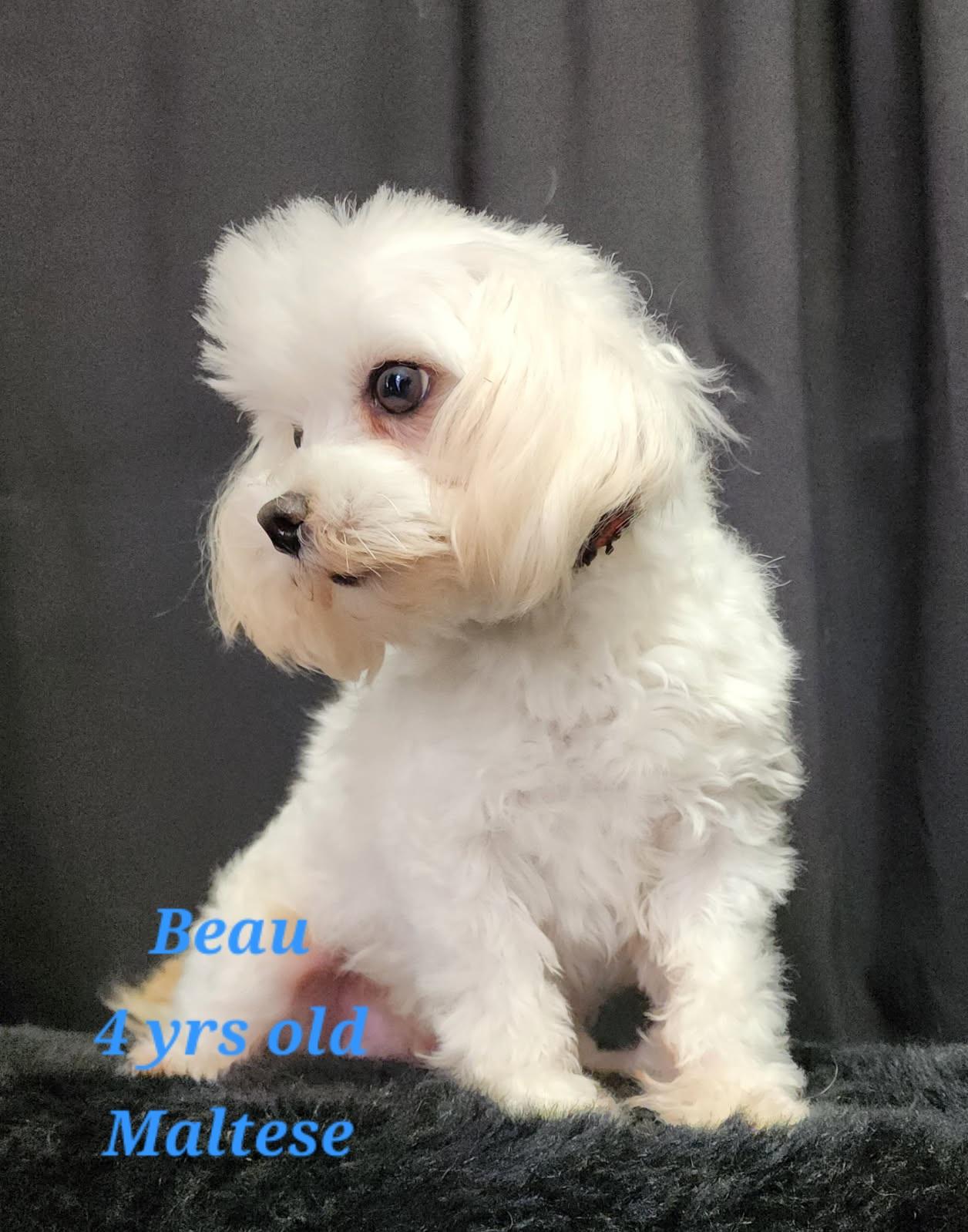 Enlarge Beau, a Adoptable Maltese in Rockwall, TX image 4/5