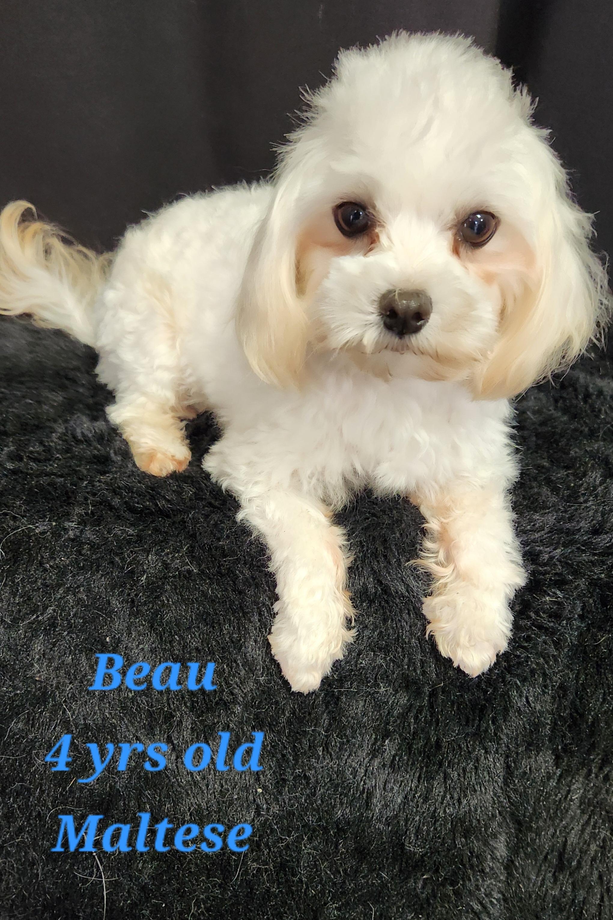 Enlarge Beau, a Adoptable Maltese in Rockwall, TX image 5/5